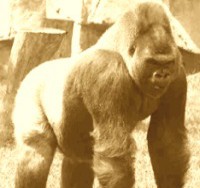 Silverback